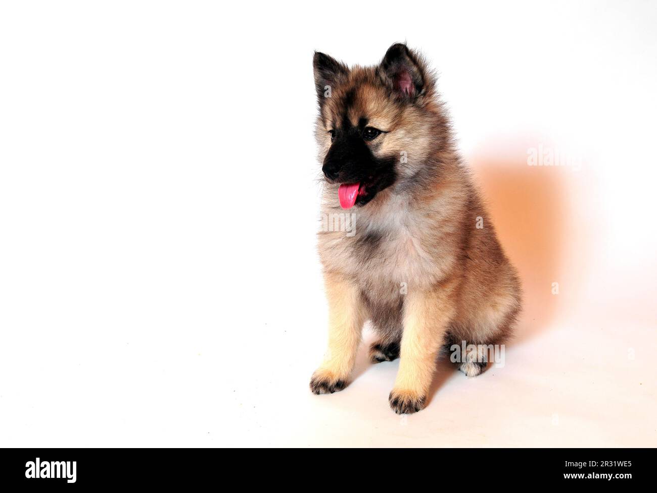 Wolf spitz puppy playing Stock Photo