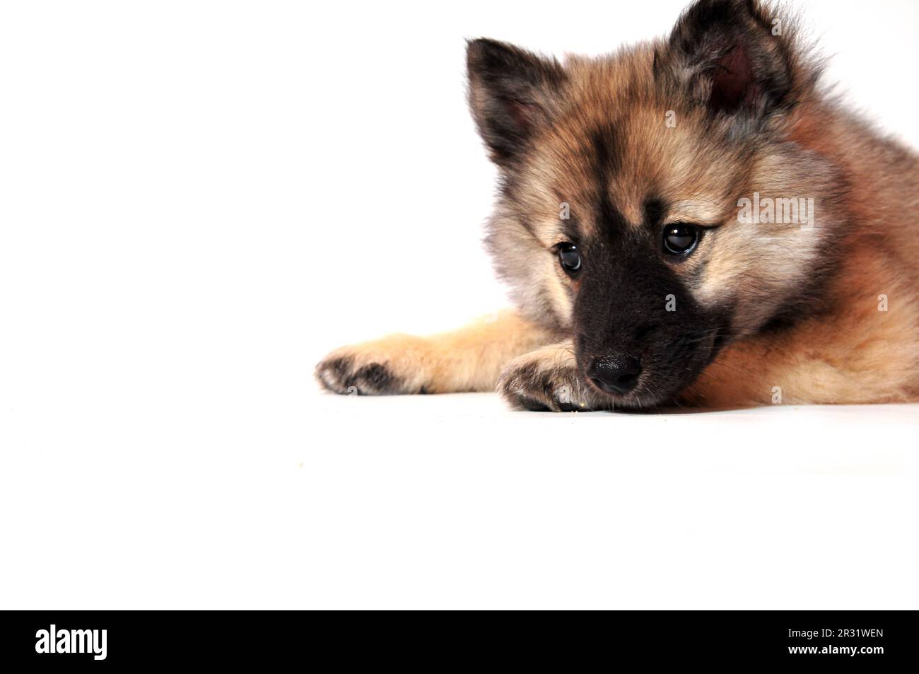 Wolf spitz puppy playing Stock Photo