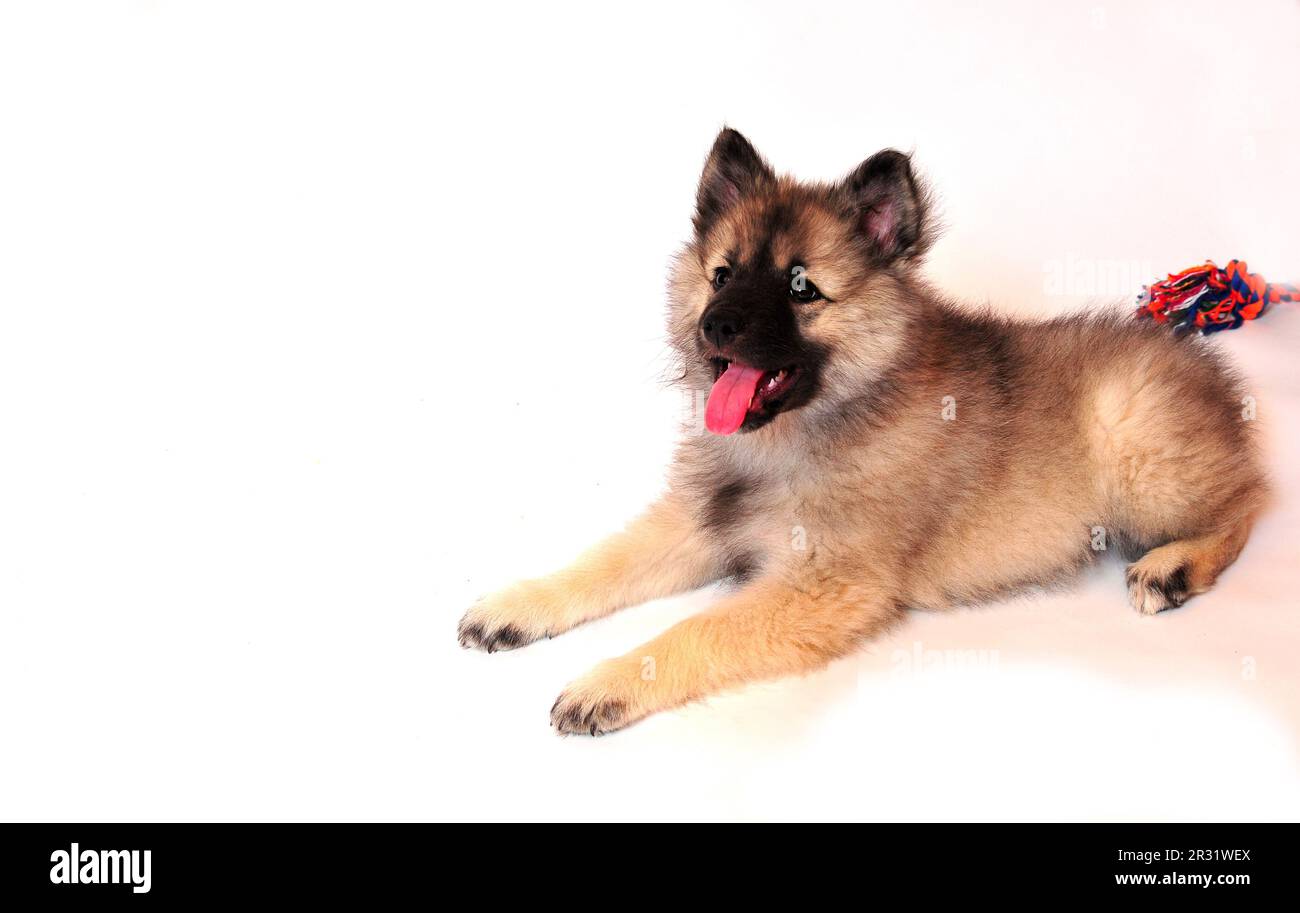 Wolf spitz puppy playing Stock Photo