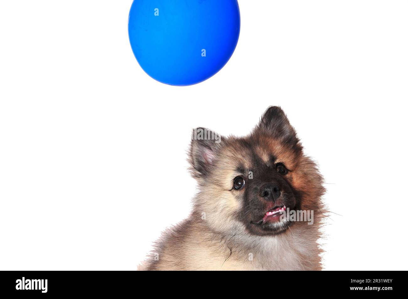 Wolf spitz puppy playing Stock Photo