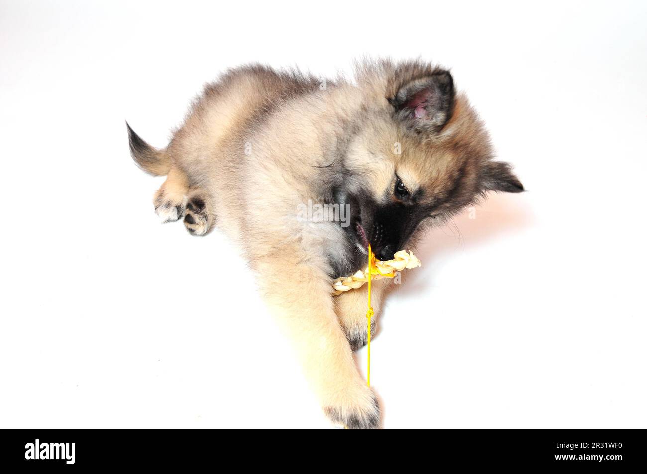 Wolf spitz puppy playing Stock Photo