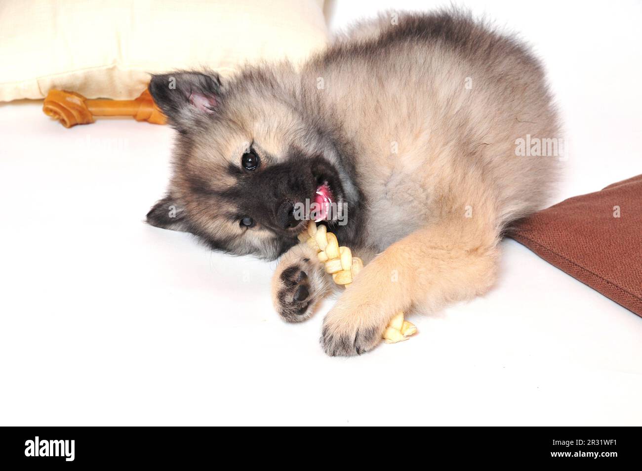 Wolf spitz puppy playing Stock Photo