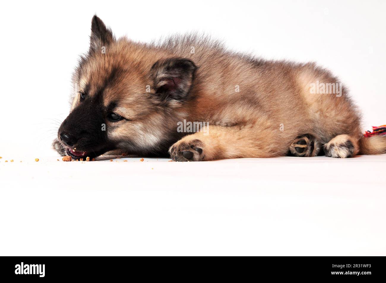 Wolf spitz puppy playing Stock Photo