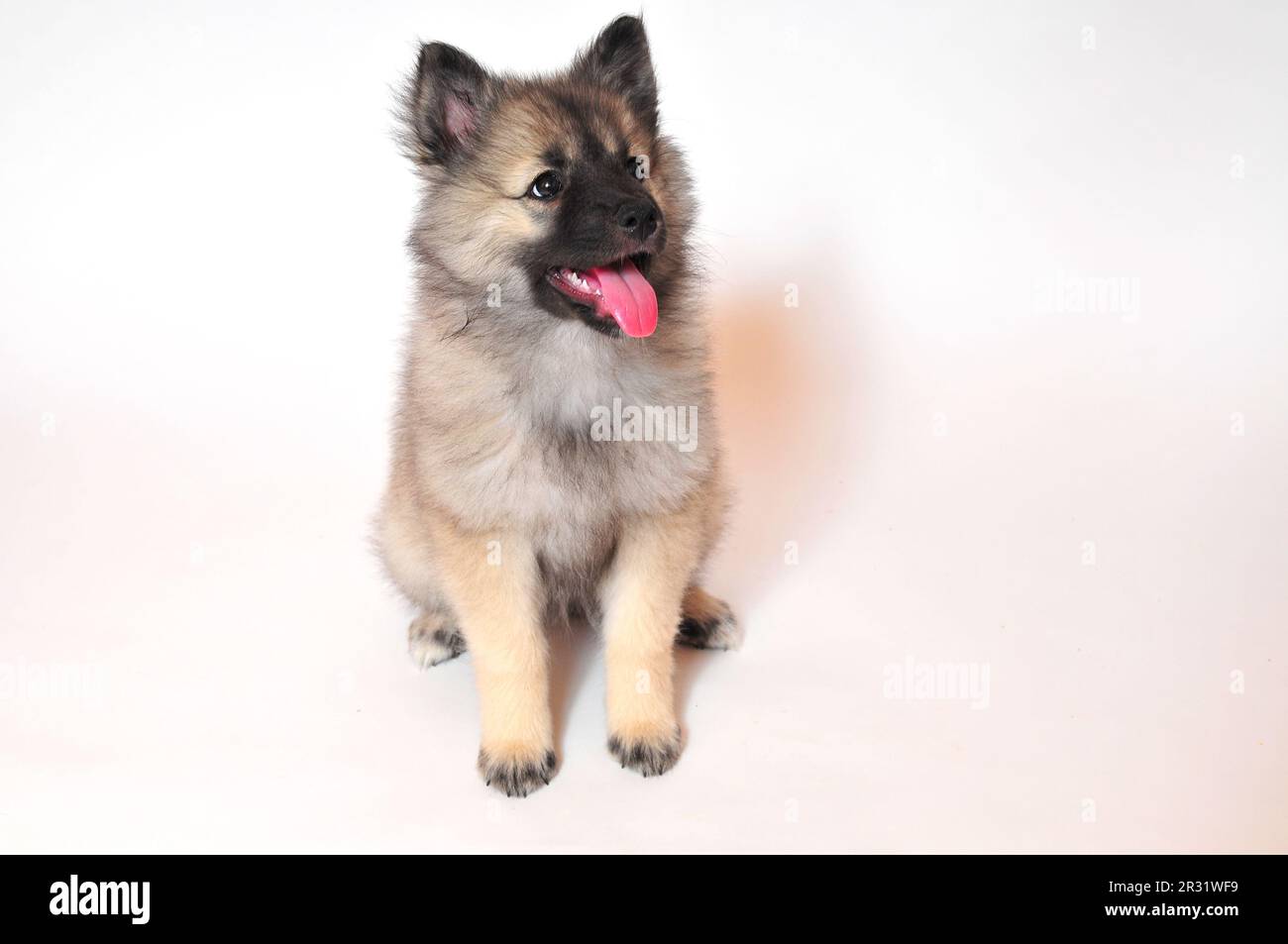 Wolf spitz puppy playing Stock Photo