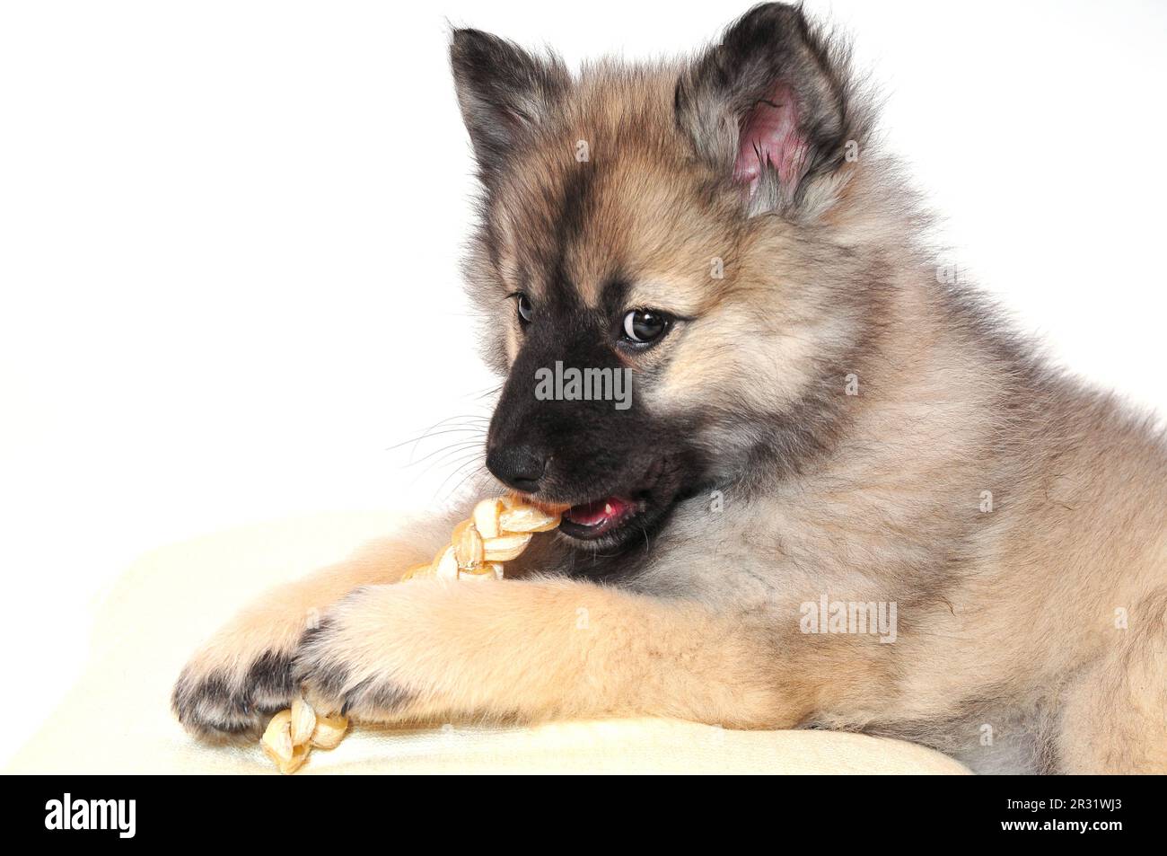Wolf spitz puppy playing Stock Photo