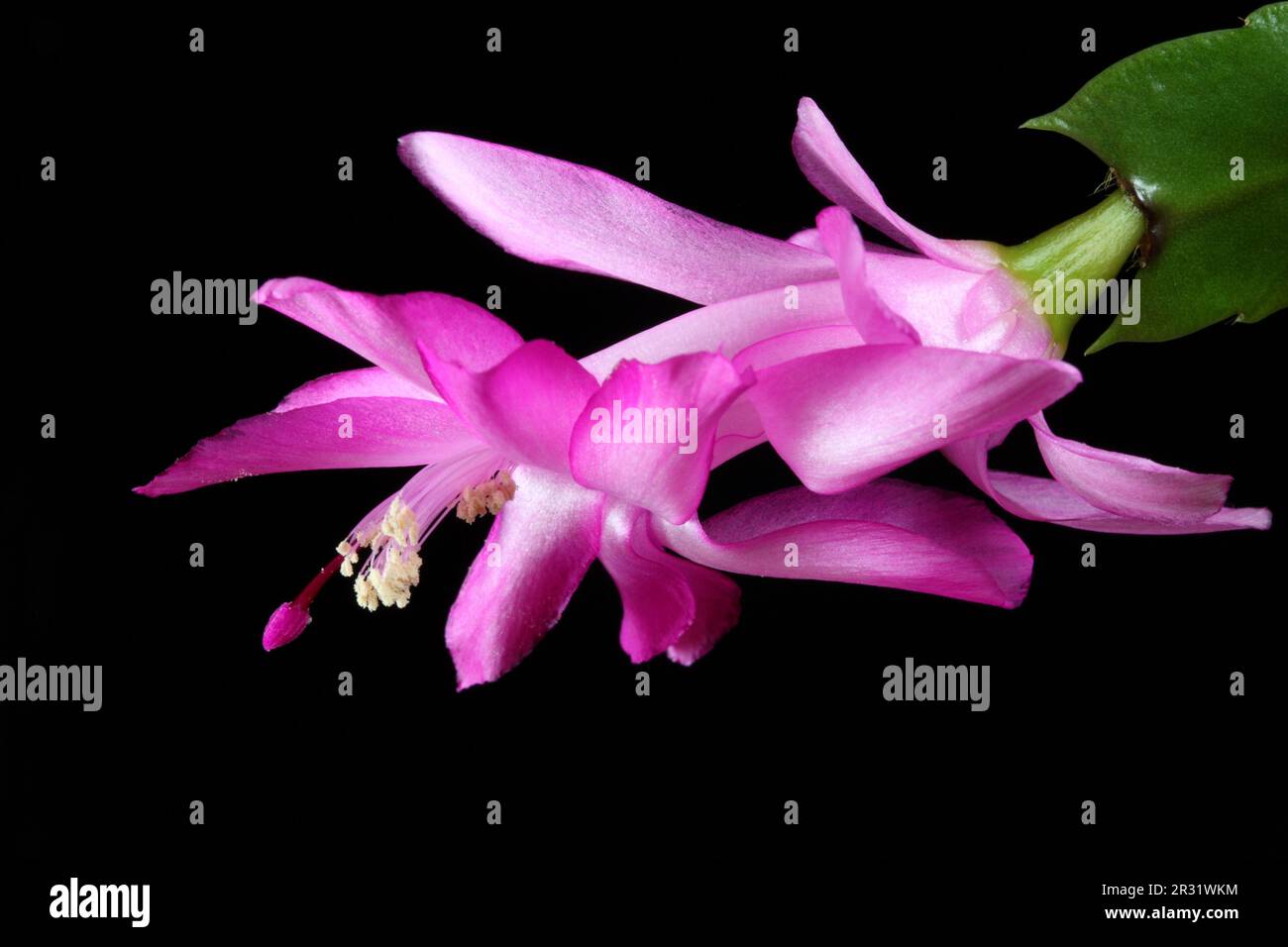 Schlumbergera truncata. Stock Photo