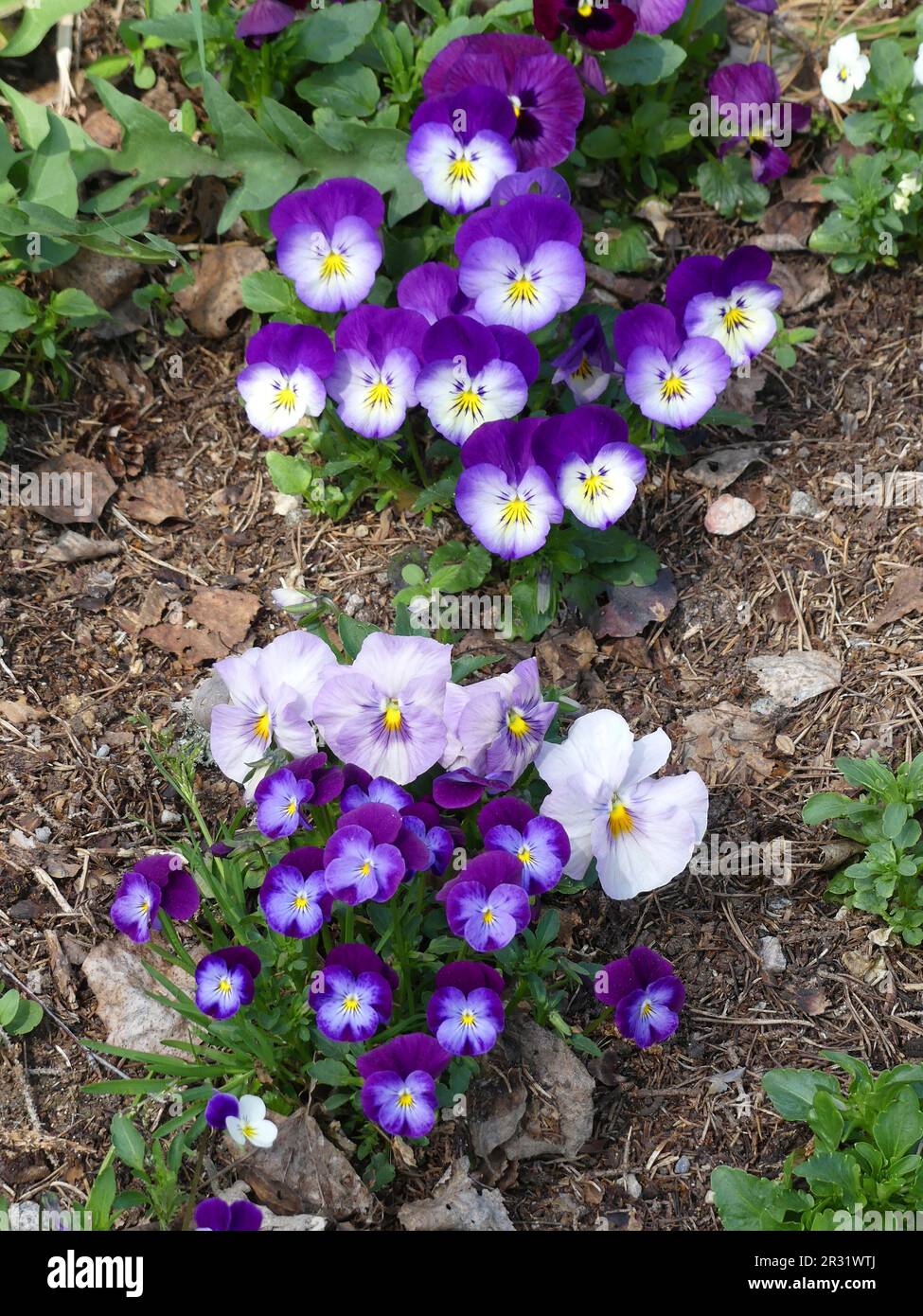 Purple and white pansies Stock Photo