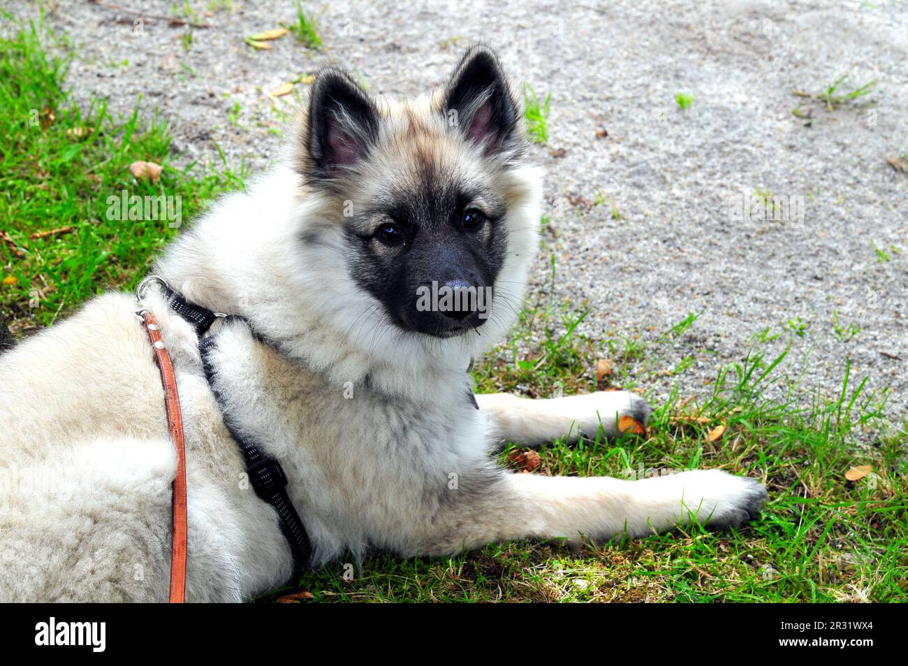 Wolfsspitz puppy meadow Stock Photo