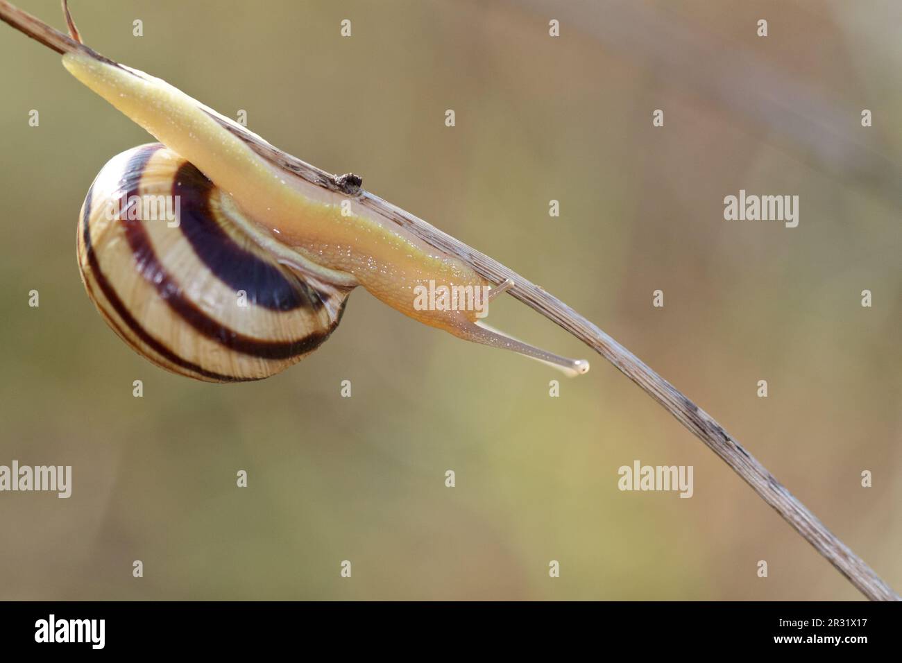 Caucasotachea vindobonensis snail climbing a branch, blurred background. Stock Photo