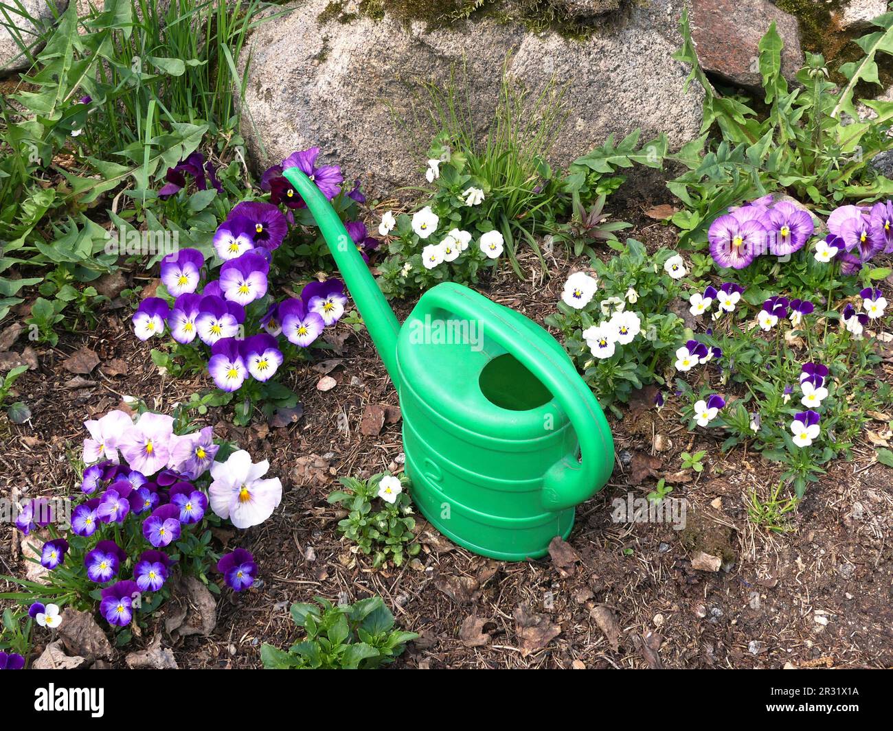 Green watering can at pansies Stock Photo