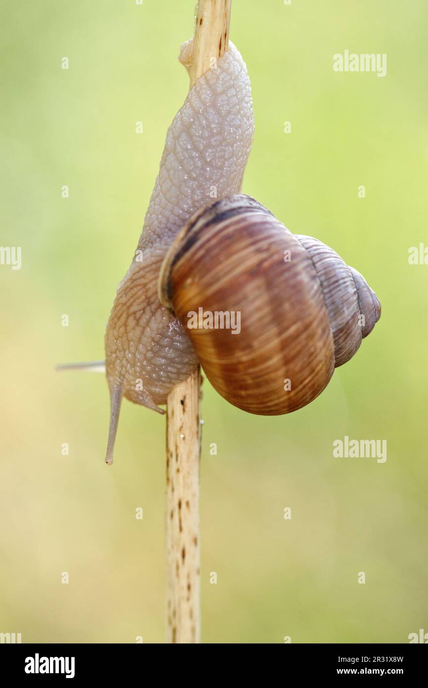 Helix pomatia, Burgundy snail, Roman snail climbing a branch, blurred background. Stock Photo