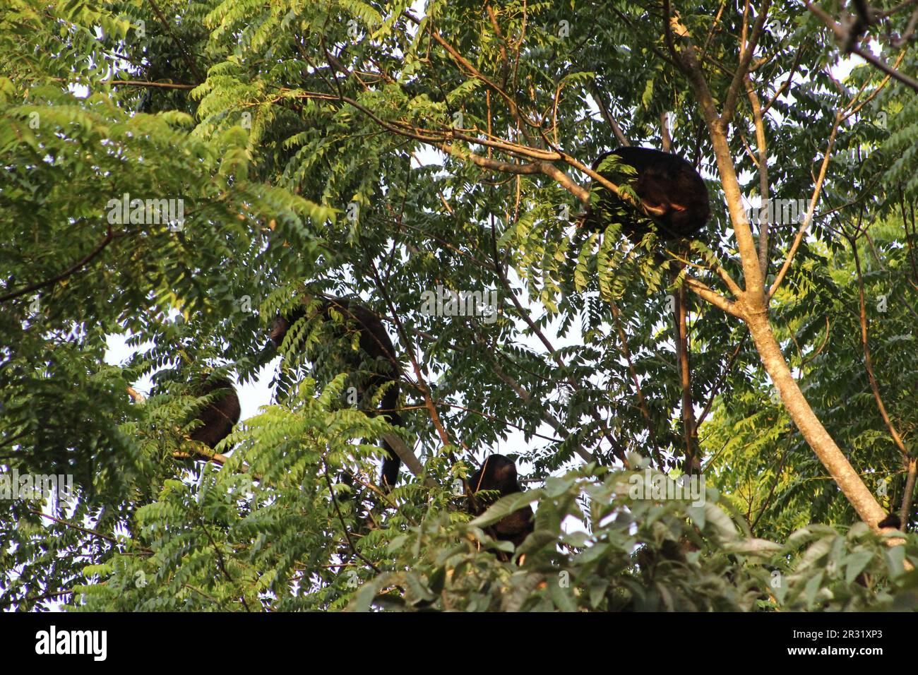 small family of Guatemalan black howler monkey (Alouatta pigra) in Belize Stock Photo