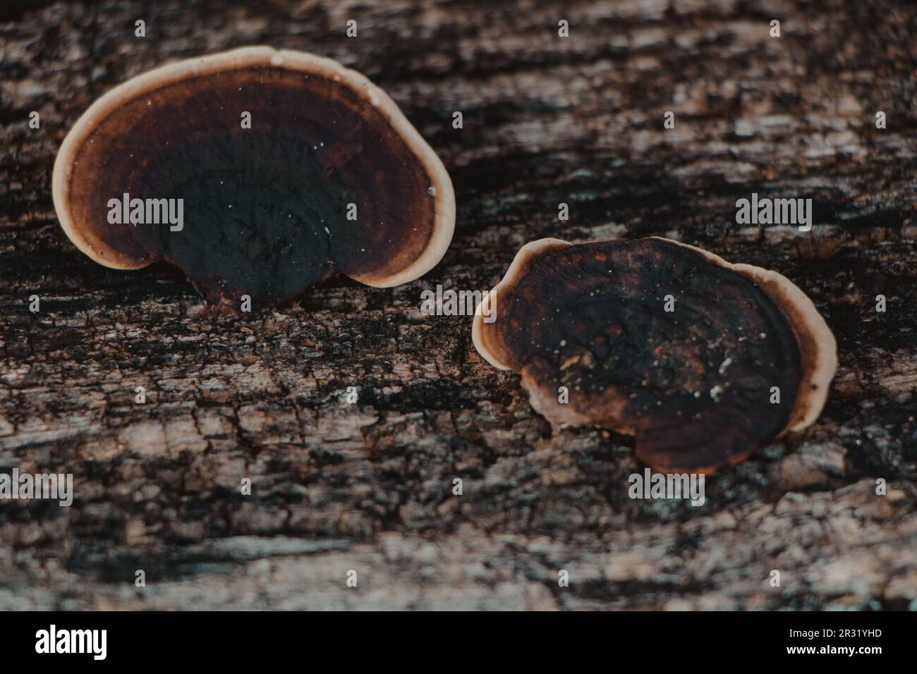 black mushrooms growing in wood Stock Photo