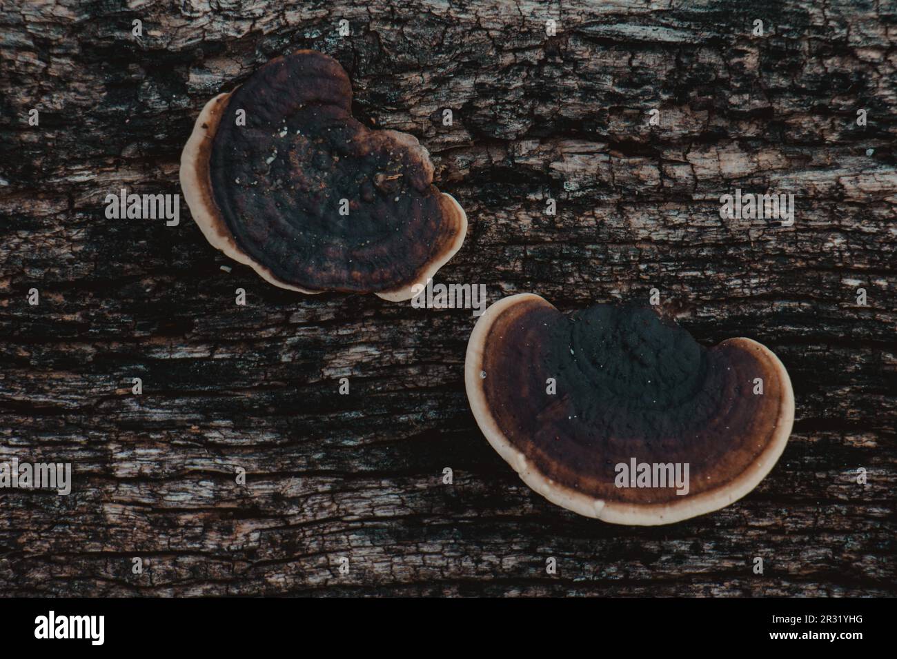 mushrooms growing in wood Stock Photo