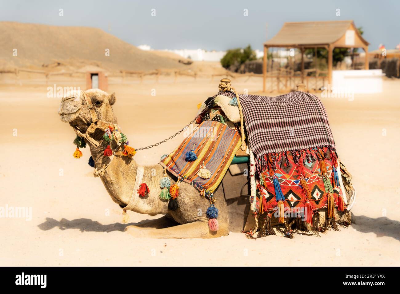 Camel sitting on the beach, riding camel in Egypt, arabian safari, vacation activities, camel saddle, bedouins, camel ride, summer activie Stock Photo
