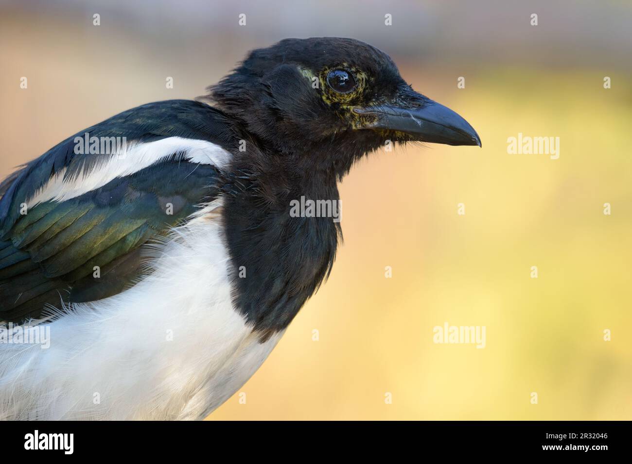 Eurasian magpie (pica pica) very close autumn portrait with detailed beak and eyes Stock Photo