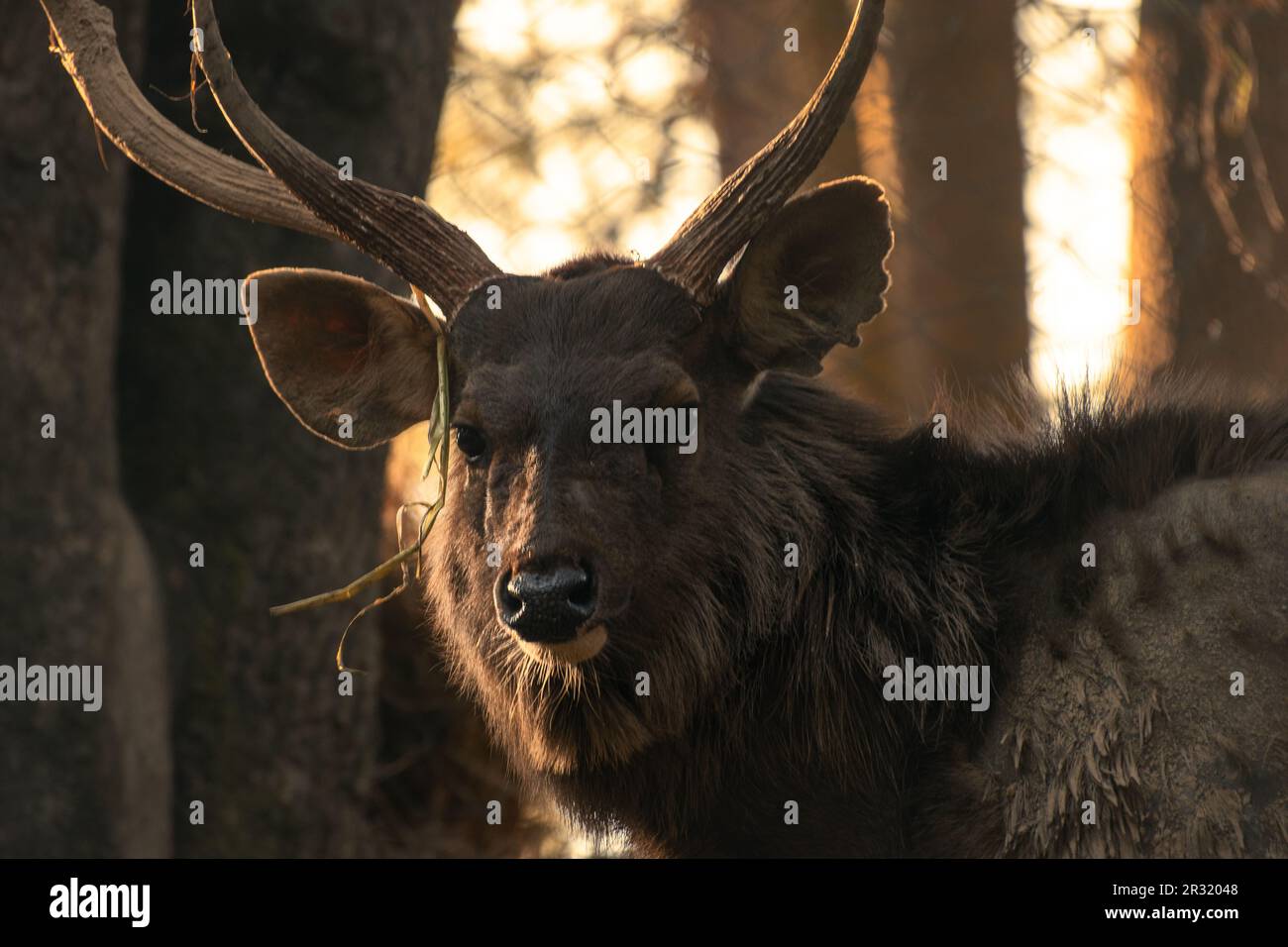 A shot of black and white deer Stock Photo