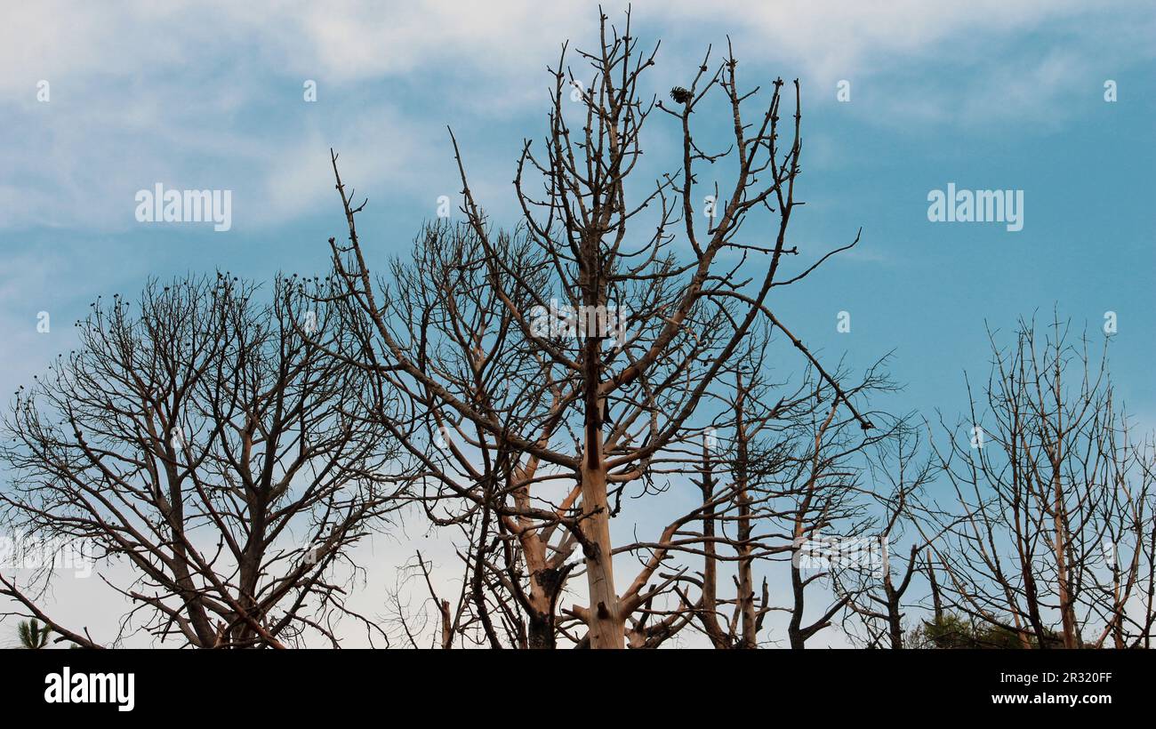 dry tree view in blue sky background and wallpaper Stock Photo - Alamy