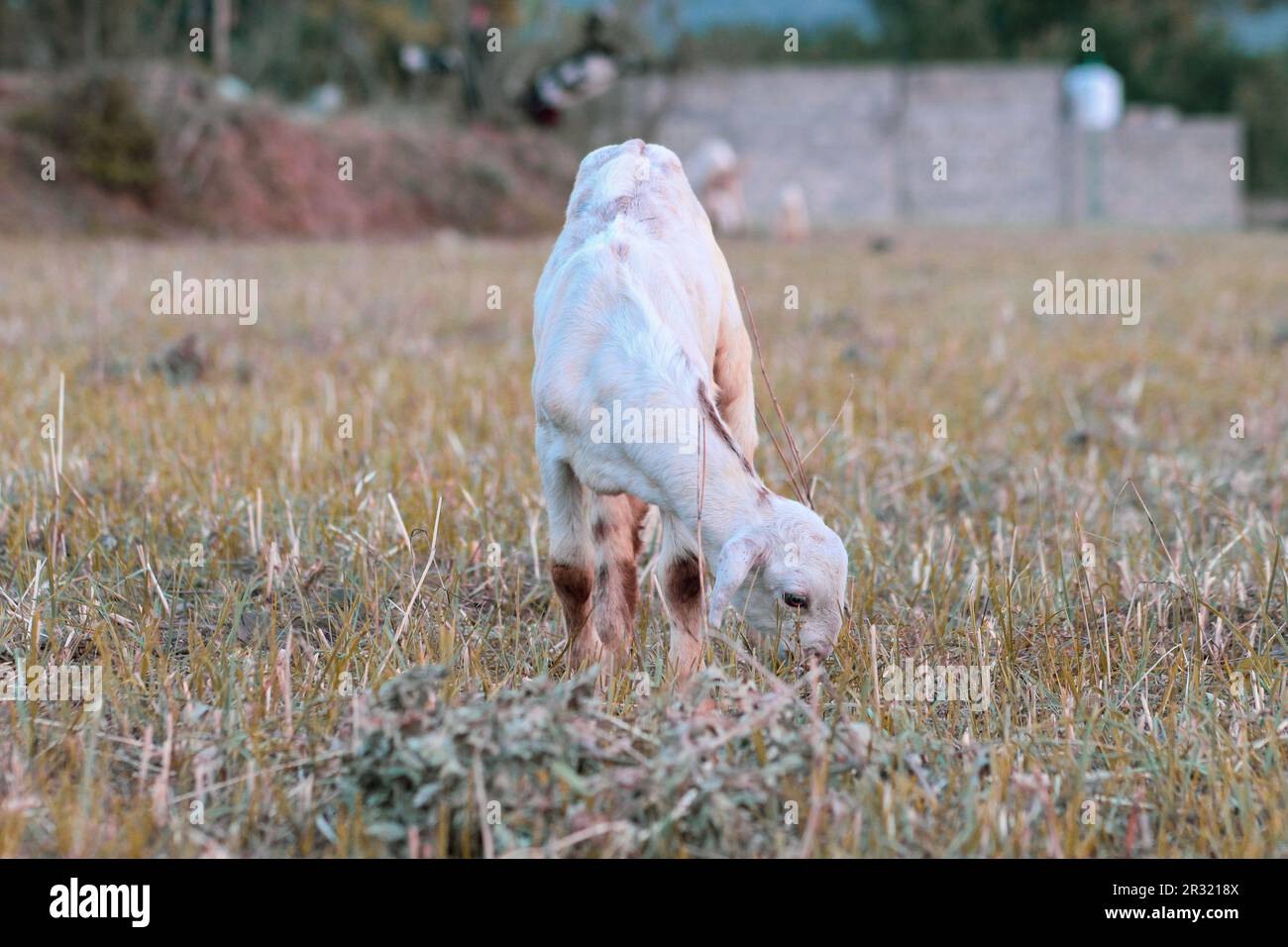 white goat baby eating the grass Stock Photo