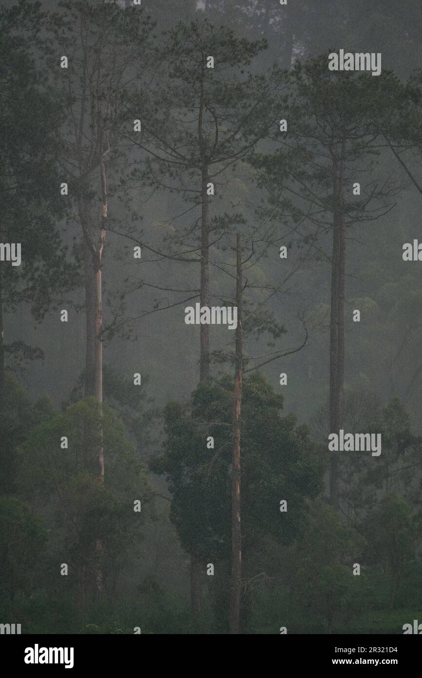 Moody, Gloomy, Dark, Foggy, Misty Forest with Longleaf Pines on Mountainside in Sarangan, Jawa Tengah, Indonesia Stock Photo