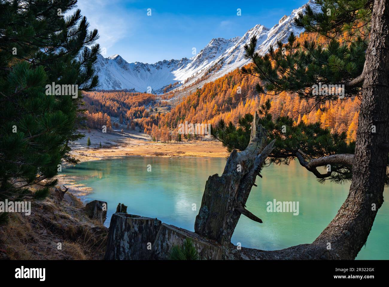 Orceyrette Lake in Autumn with golden larch trees and snow covered mountain peaks. Briancon Region in the Hautes-Alpes (French Alps). France Stock Photo