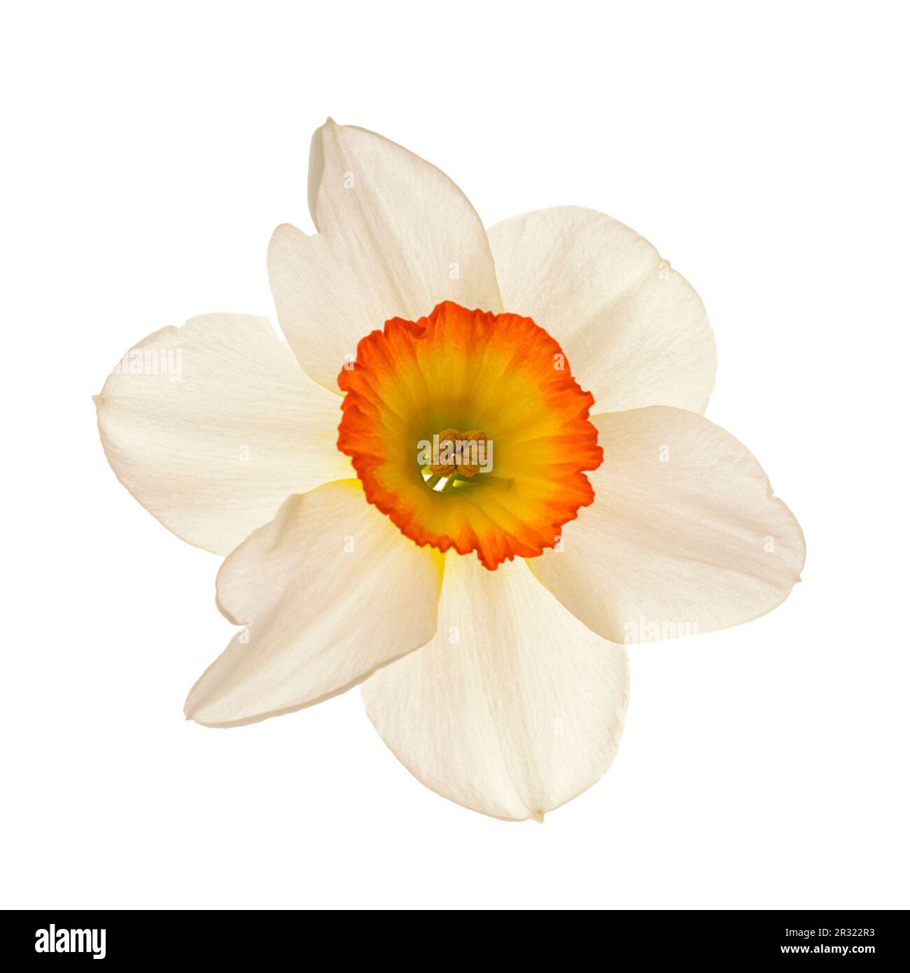 Narcissus flower Stock Photo
