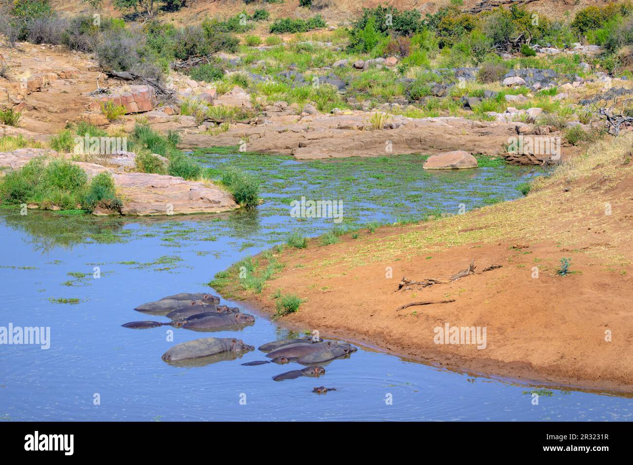 Hippopotamus (Hippopotamus amphibius) herd lying down in river, Kruger