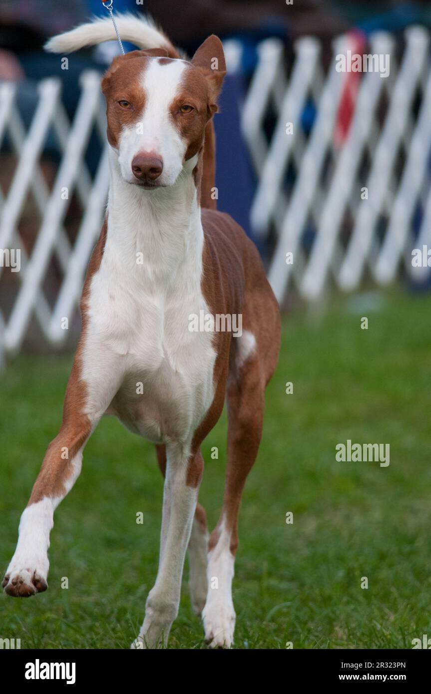 Feet facing forward hires stock photography and images Alamy