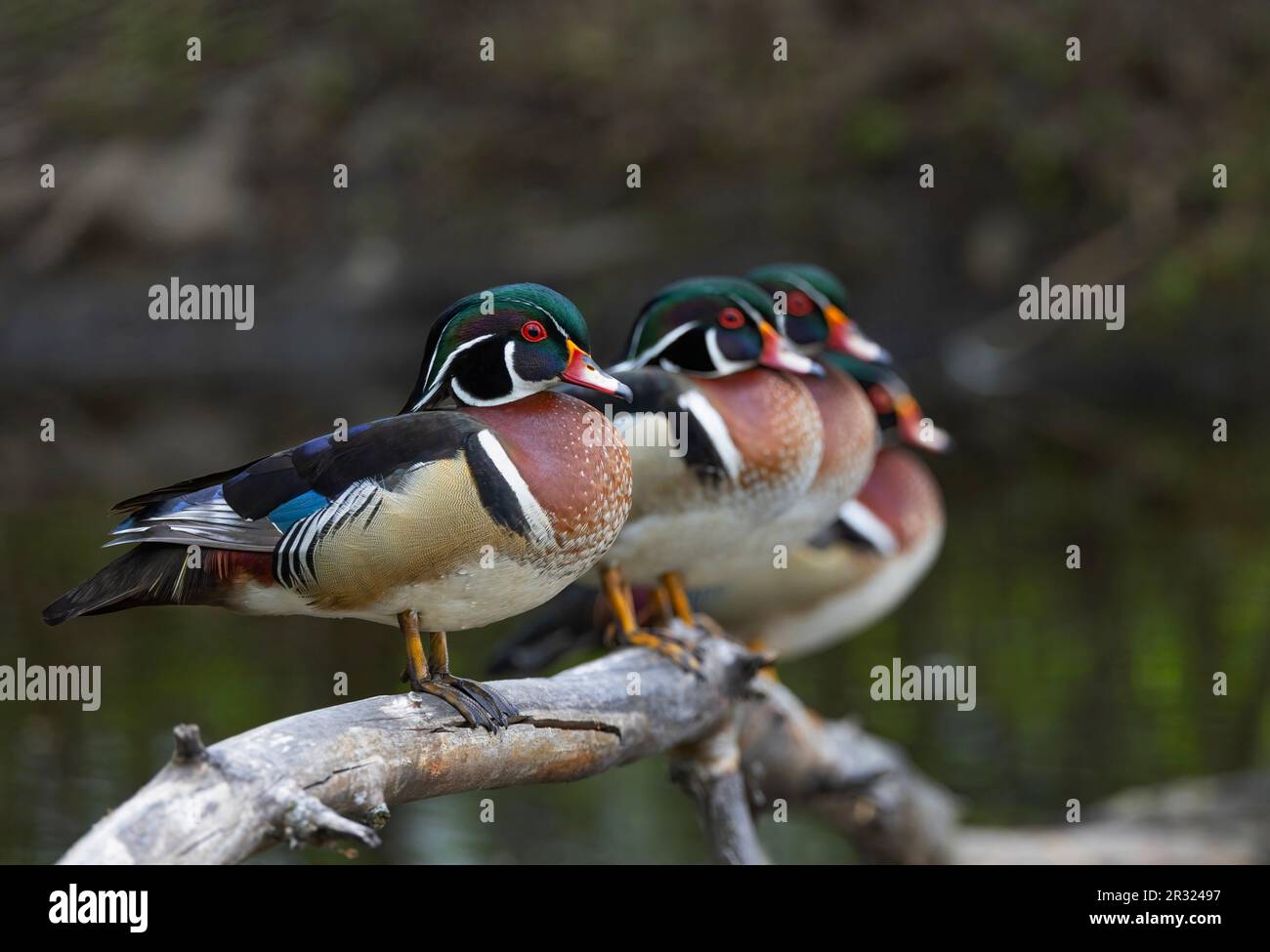 Wood ducks standing in a row on a log in springtime Stock Photo