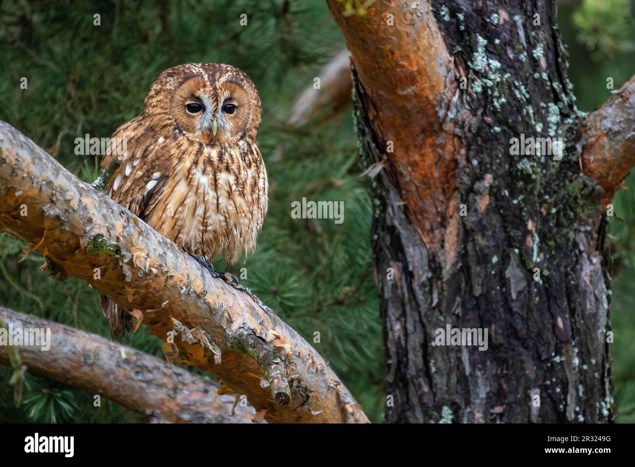 Tawny Owl - Strix aluco, beatiful common owl from Euroasian forests and woodlands, Czech Republic. Stock Photo
