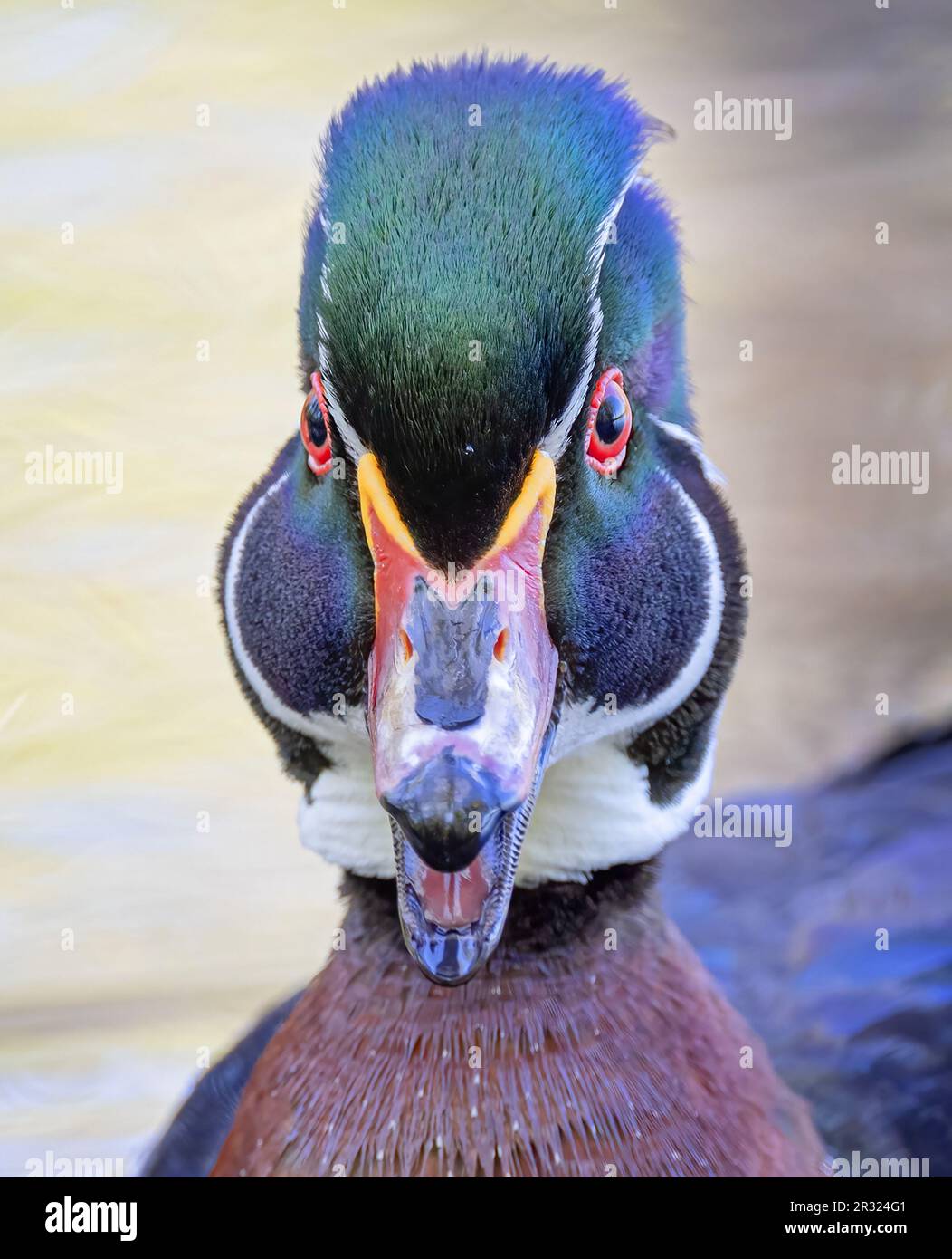 Closeup of a Wood duck Aix sponsa calls out while swimming in a pond in Ottawa, Canada Stock Photo