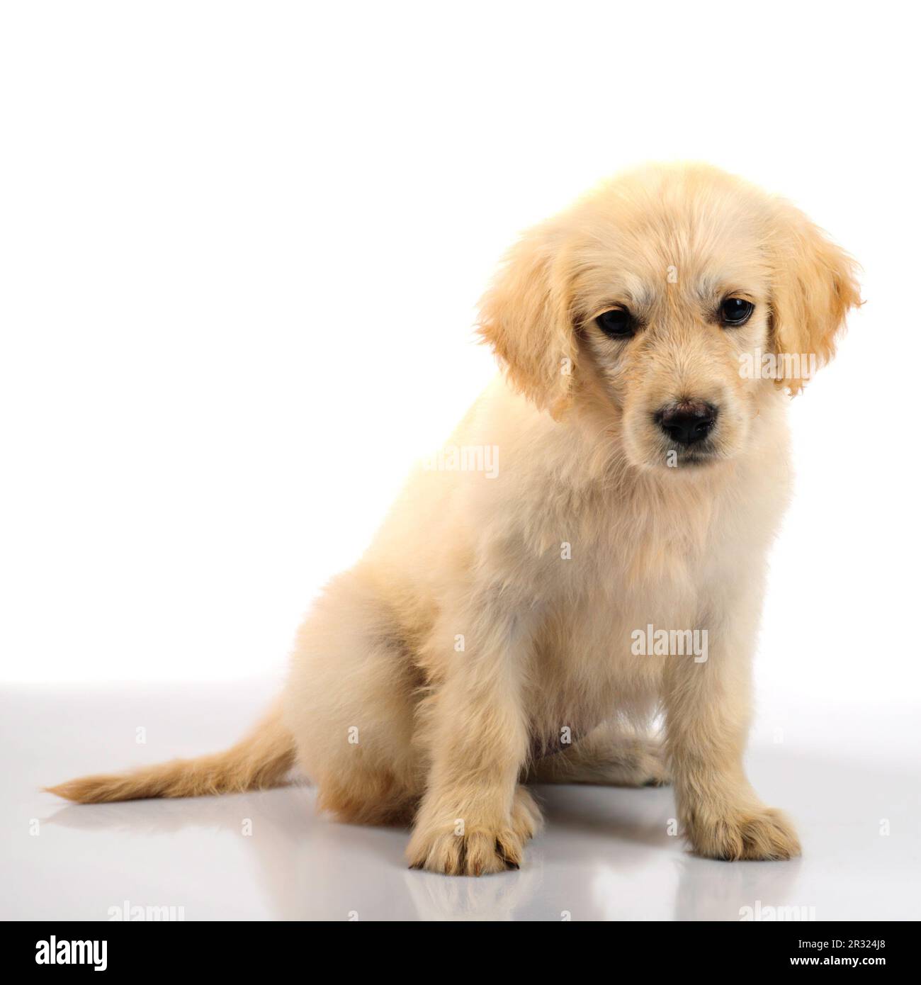 Golden retriever puppy isolated Stock Photo - Alamy
