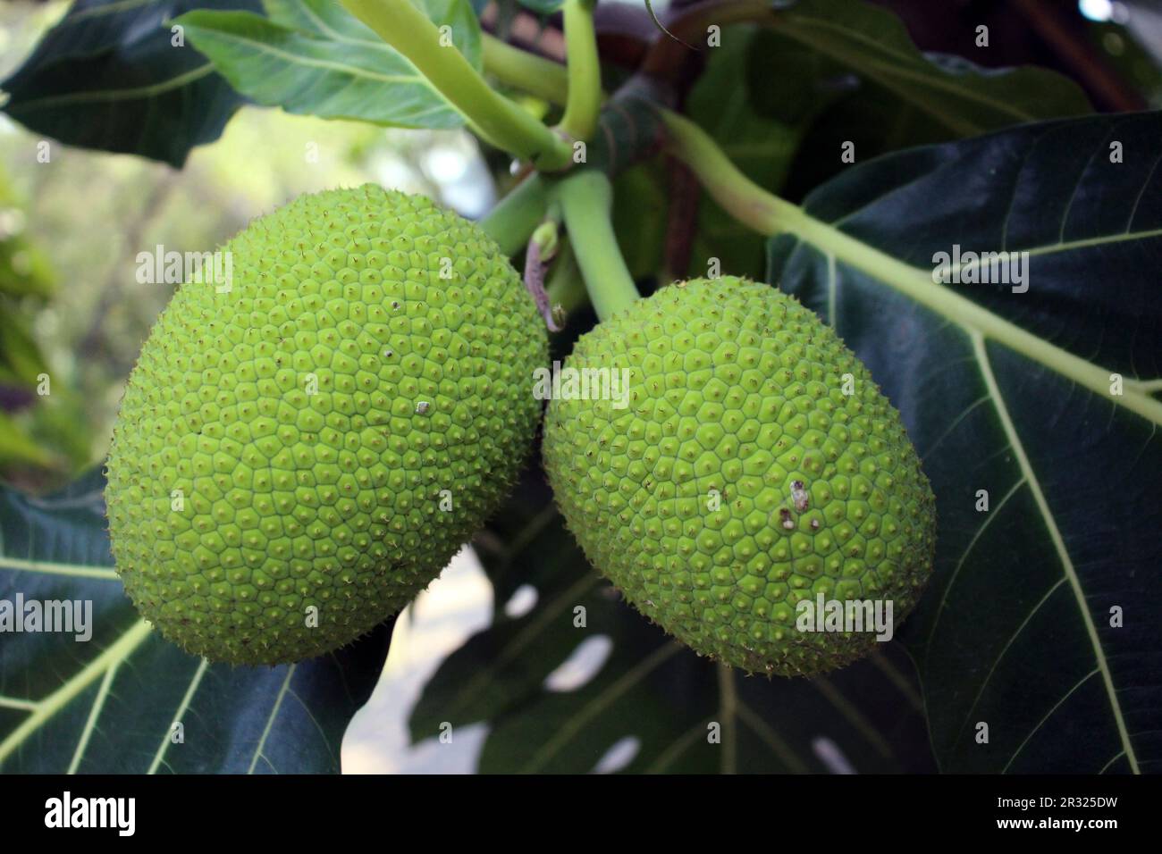 strange green fruit with dark green leaves in Thailand Stock Photo Alamy