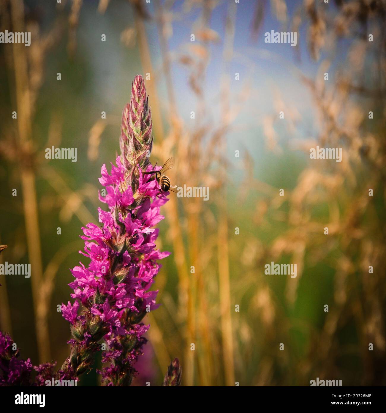 Close up honey bee flying hi-res stock photography and images - Alamy