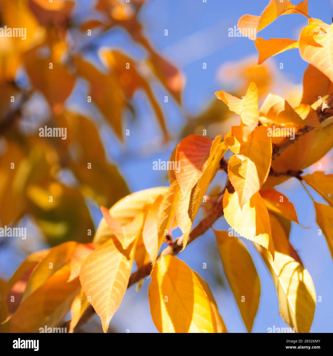 Blue sky brown leaves hi-res stock photography and images - Alamy