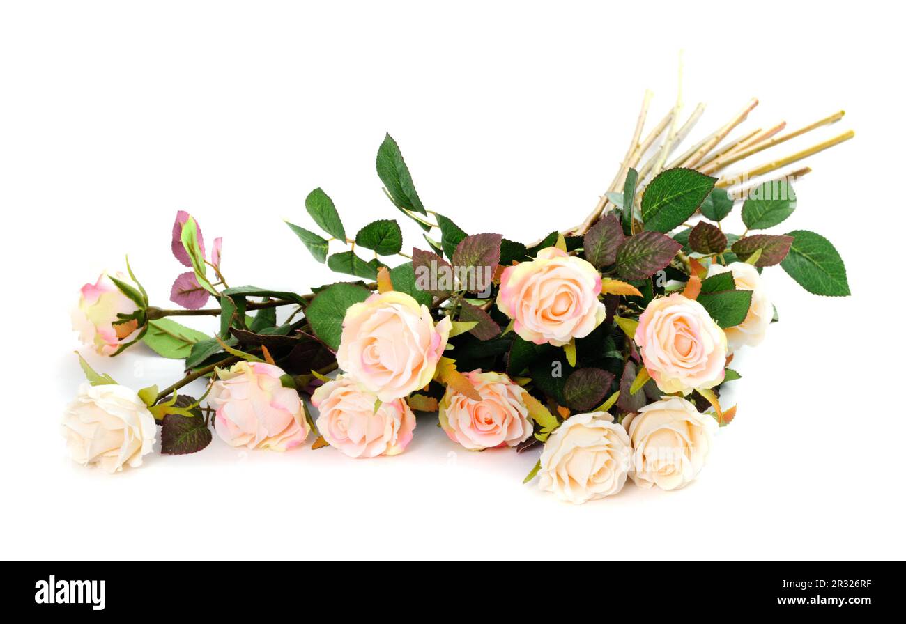 Pink roses isolated Stock Photo - Alamy