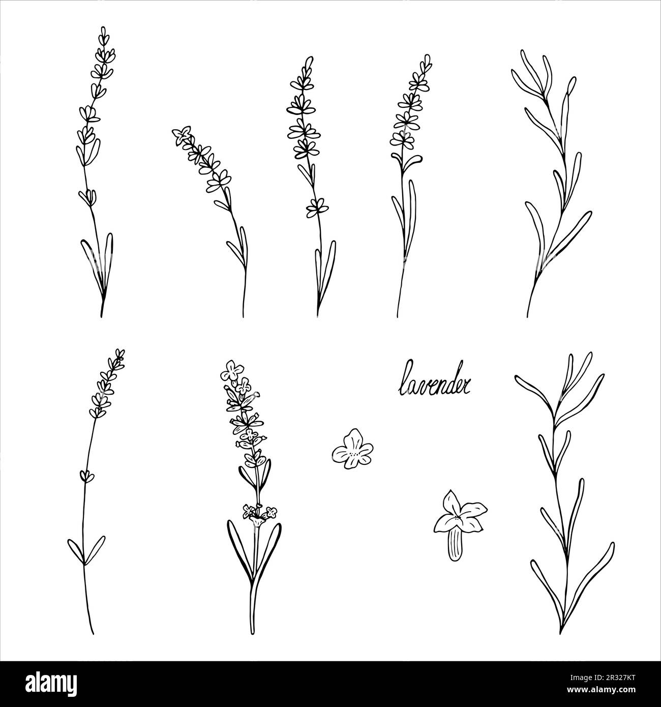 Lavender flower vector set of floral hand drawn isolated elements for design Stock Vector