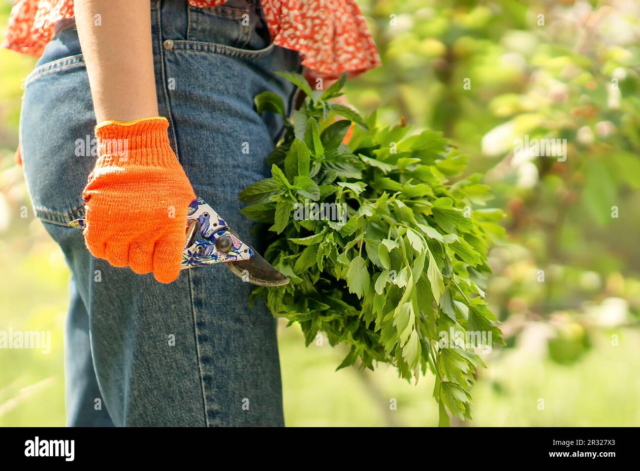 a woman's hand in an orange gardening glove, pruners in this hand, in the other - a large bouquet of green fragrant mint, collected in the home garden Stock Photo