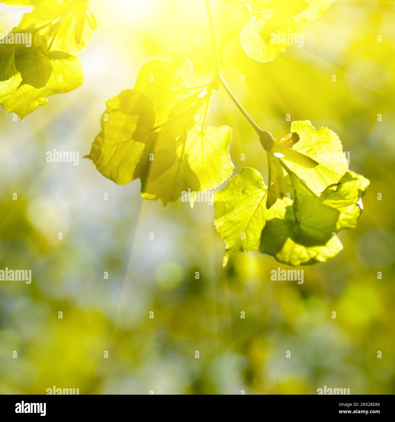 Spring lighting hi-res stock photography and images - Alamy