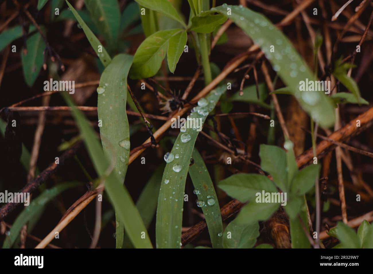 Wet green grass raindrops hi-res stock photography and images - Alamy