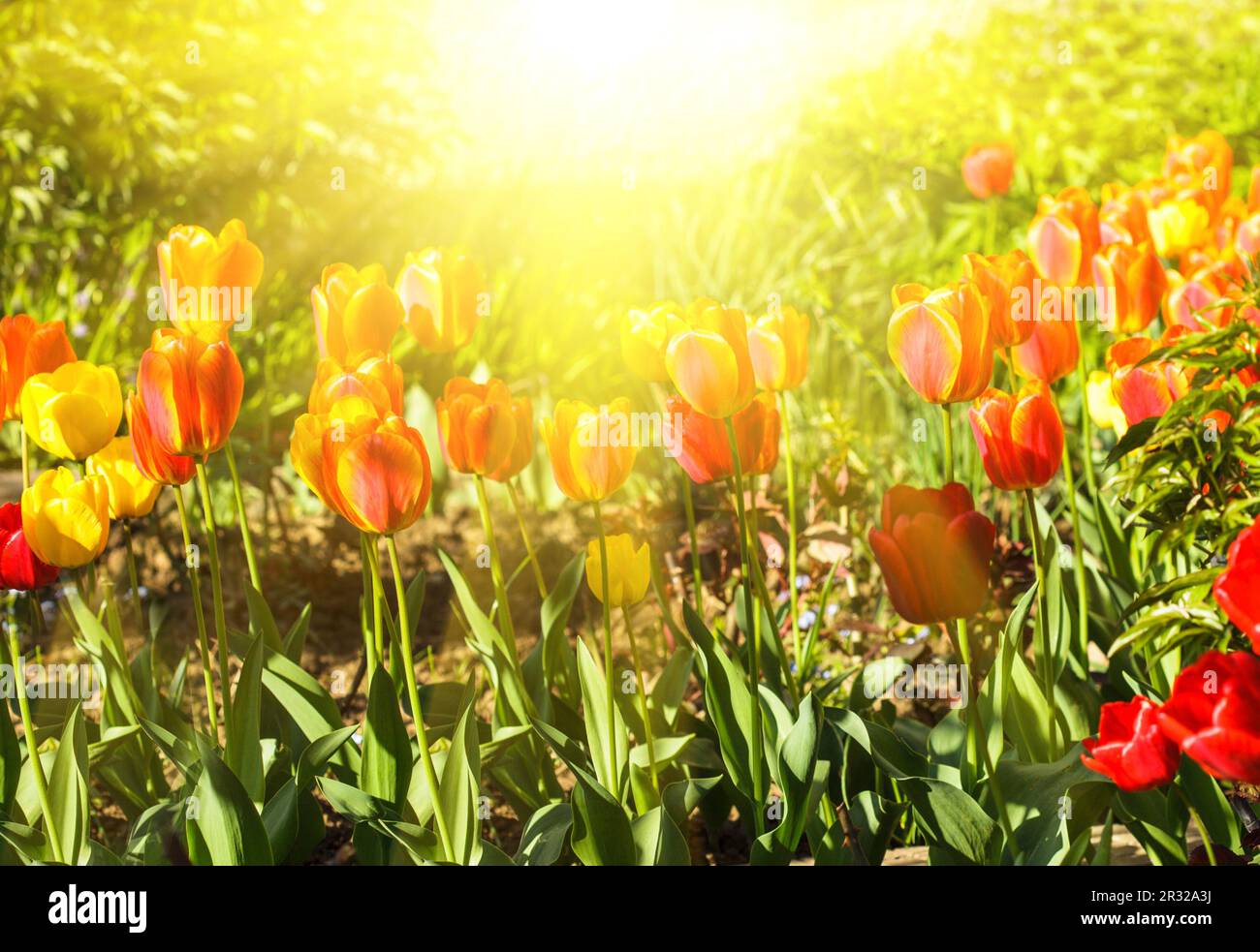 Colourfull tulips Stock Photo