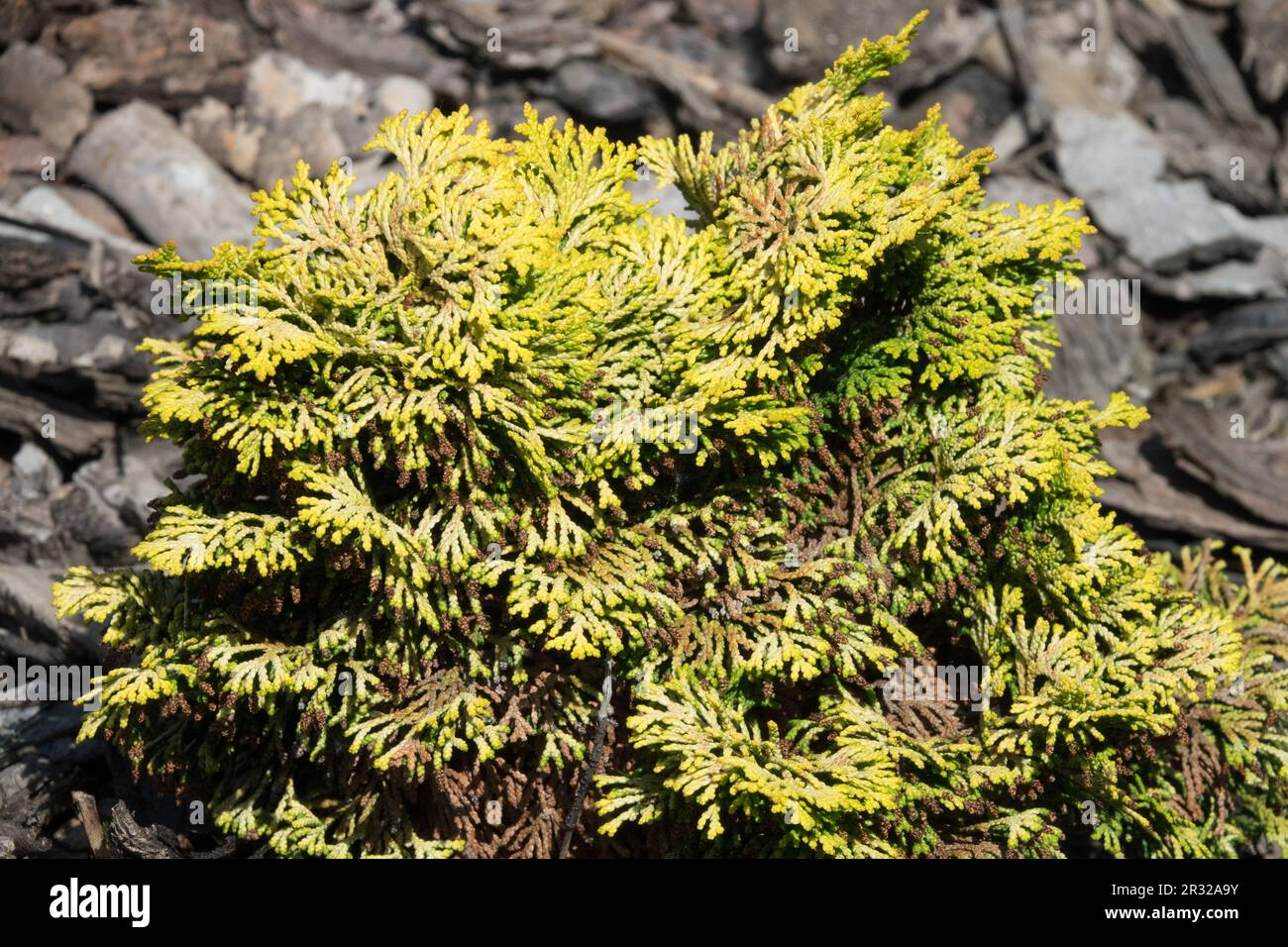 Japanese Cypress, Hinoki Cypress 'Lutea Compacta', Chamaecyparis obtusa 'Lutea Compacta' Dwarf slow growing Stock Photo