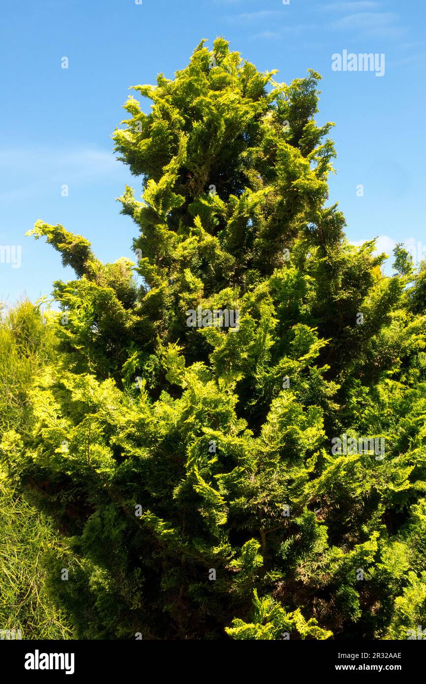 Japanese Cypress, Hinoki Cypress 'Meroke', Chamaecyparis obtusa 'Meroke' False cypress tree Stock Photo