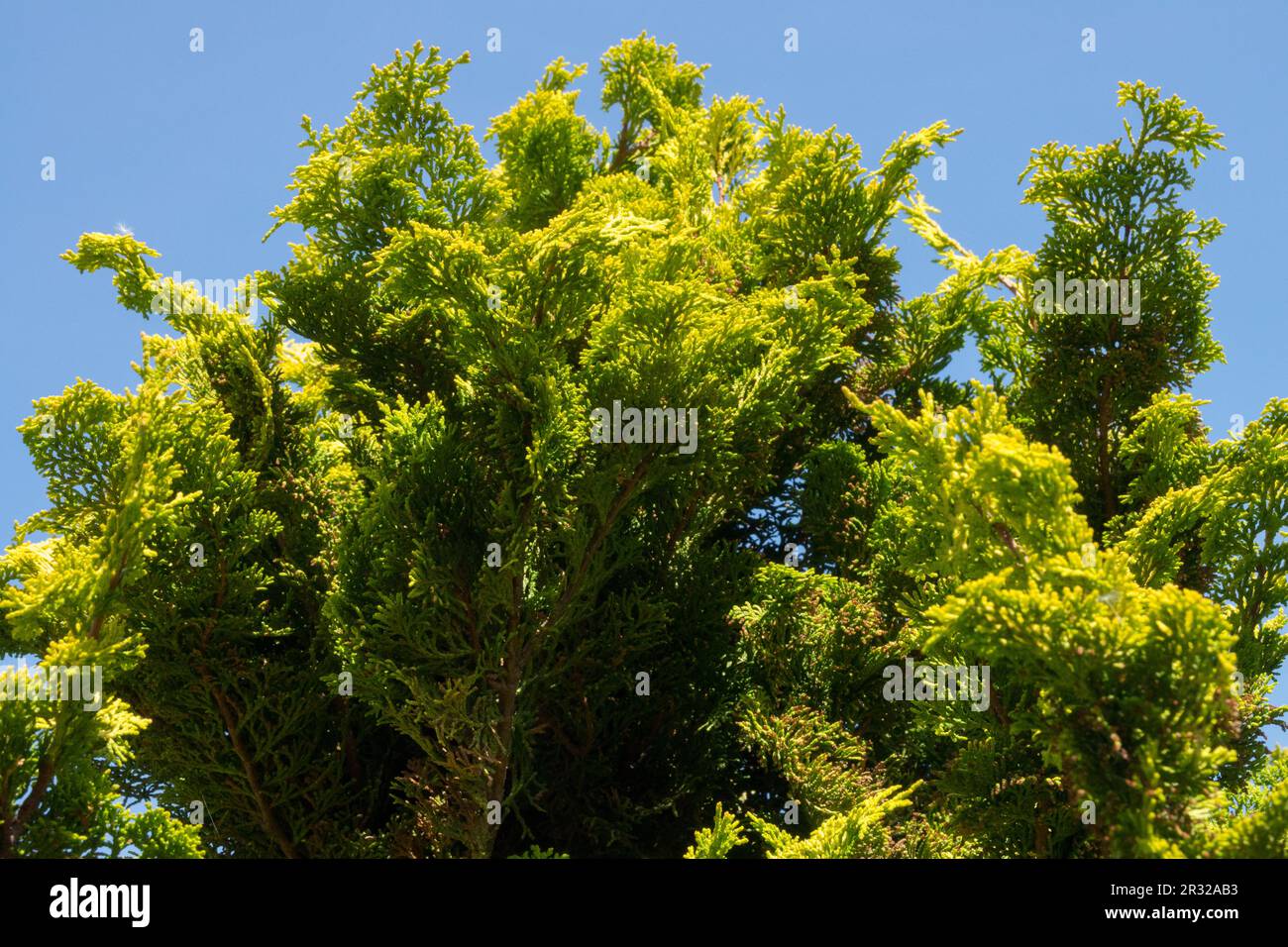 Japanese Cypress, Hinoki Cypress 'Meroke', Chamaecyparis obtusa 'Meroke' Stock Photo