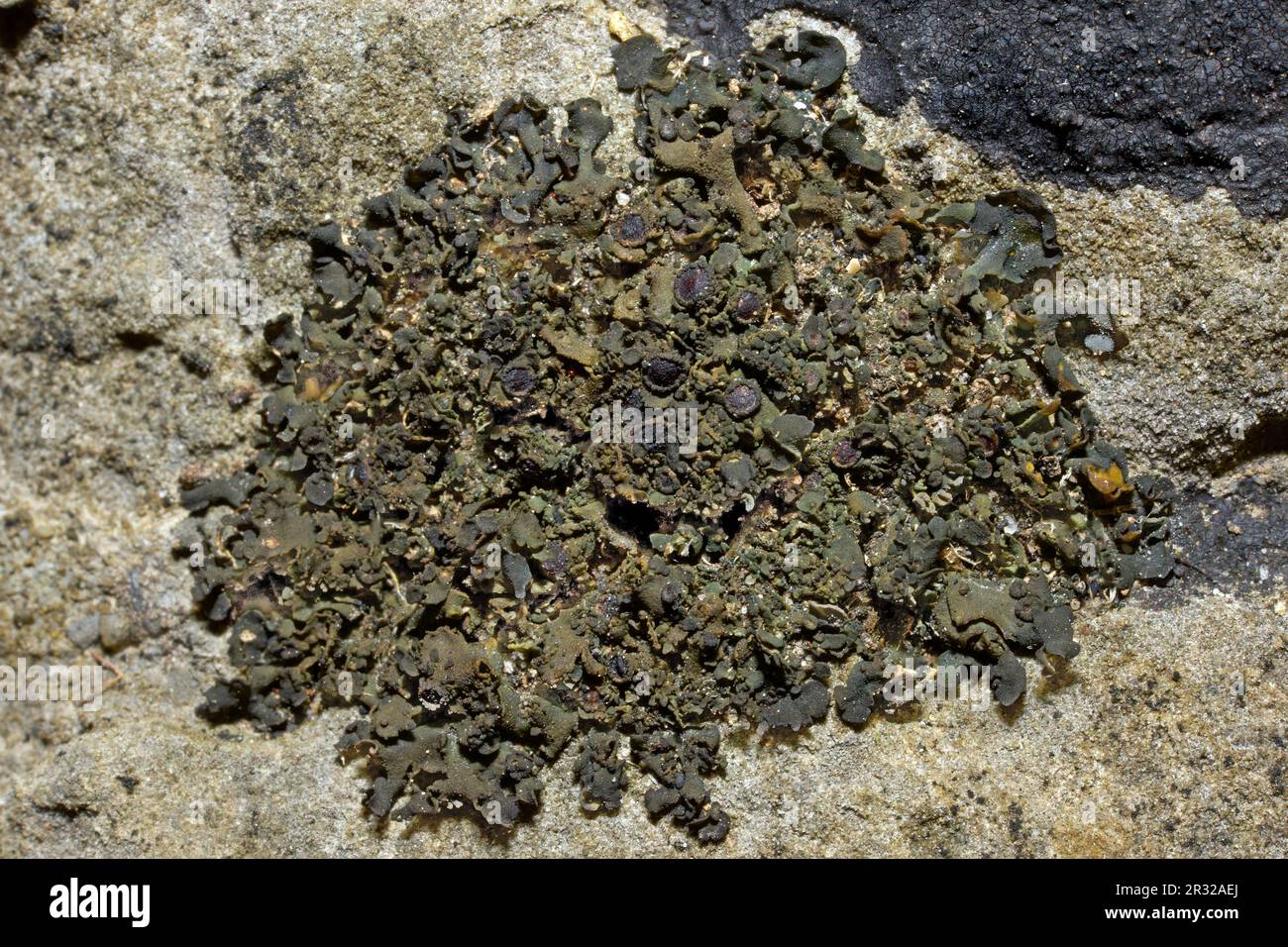 Lathagrium cristatum is foliose, jelly lichen found on limestone. It occurs throughout the northern hemisphere. Stock Photo