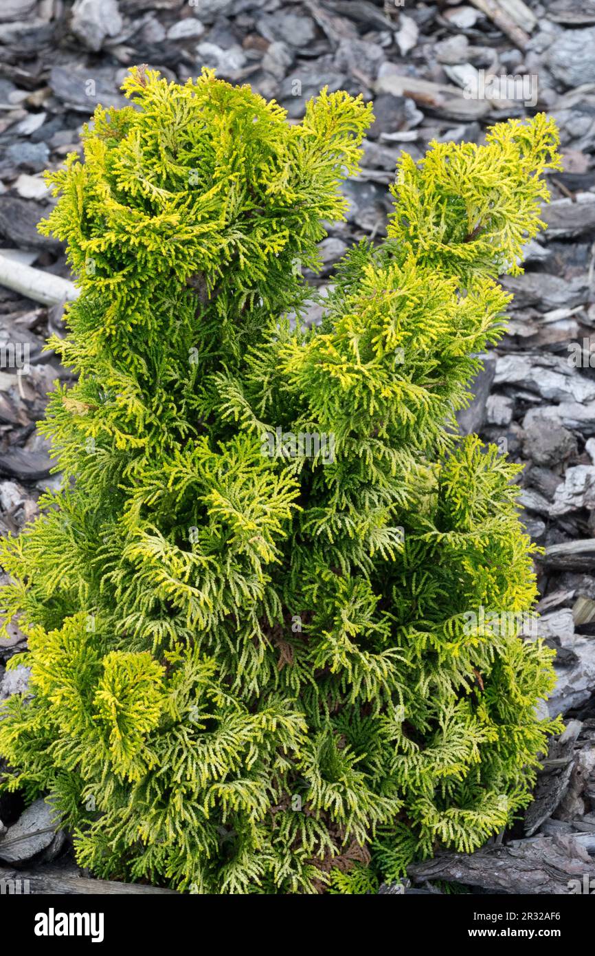 Japanese Cypress, Hinoki Cypress 'Marian', Chamaecyparis obtusa 'Marian' Stock Photo