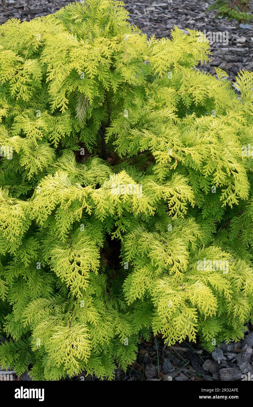 Japanese Cypress, Hinoki Cypress 'Kerdalo', Chamaecyparis obtusa 'Kerdalo' False Cypress, Evergreen, Coniferous, Dwarf, Tree Stock Photo