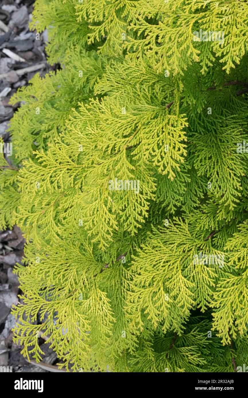 Japanese Cypress, Hinoki Cypress 'Kerdalo', Chamaecyparis obtusa 'Kerdalo' Stock Photo