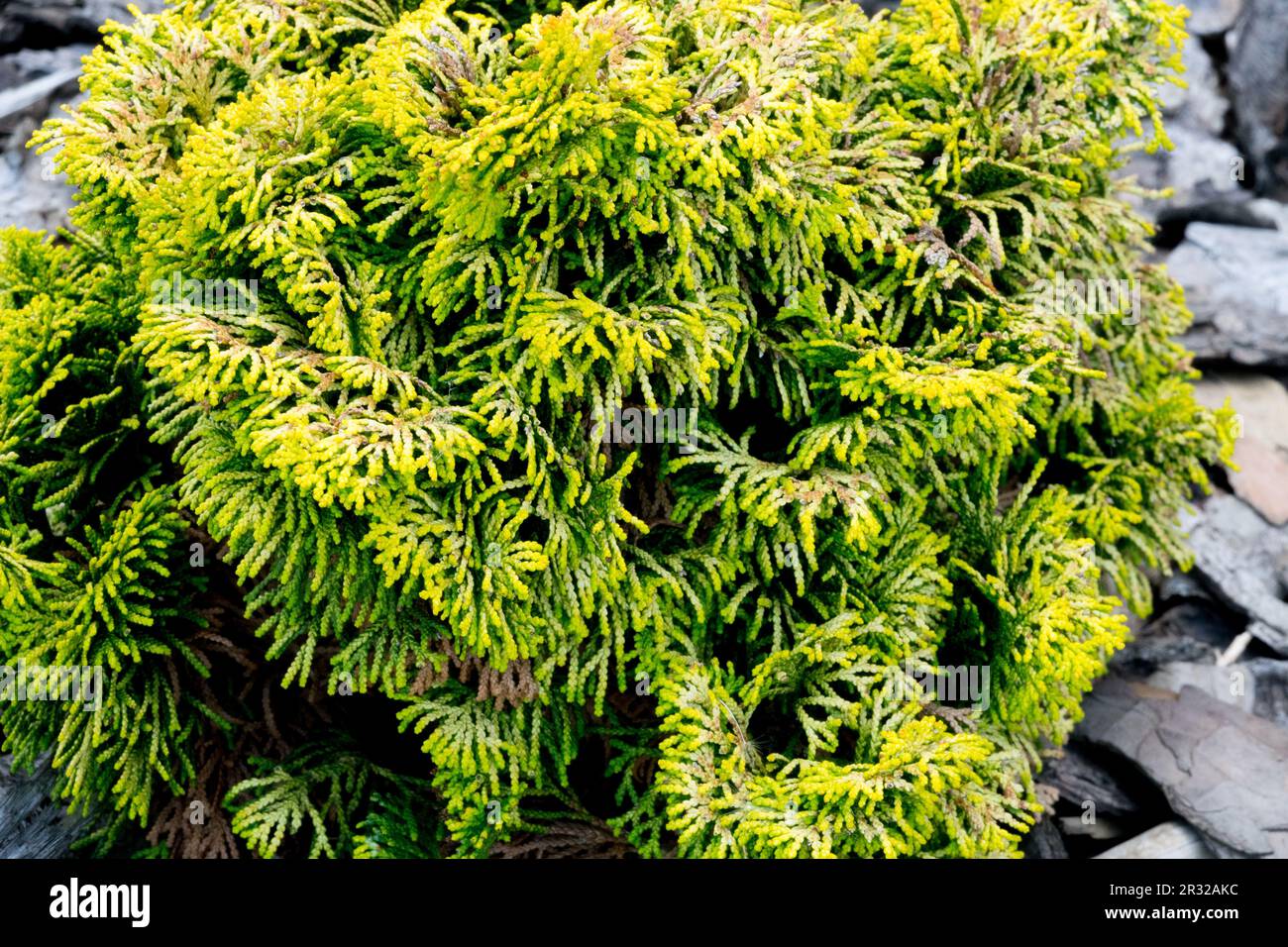 Japanese Cypress, Hinoki Cypress 'Bill', Chamaecyparis obtusa 'Bill' dwarf slow-growing conifer Stock Photo