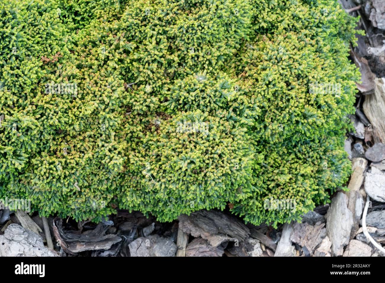 Japanese Cypress, Hinoki Cypress 'Bregeon', Chamaecyparis obtusa 'Bregeon' dwarf slow-growing False cypress Stock Photo